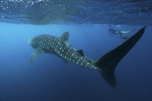 An enormous Whale Shark