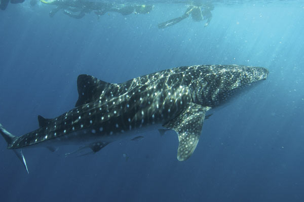 Whale-shark-023.jpg