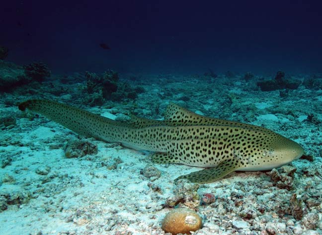 zebra shark also known as leopard shark