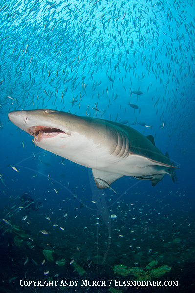 Sandtiger Sharks on a wreck in North Carolina