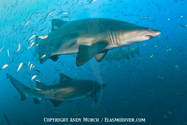 Sandtiger Sharks on a wreck in North Carolina