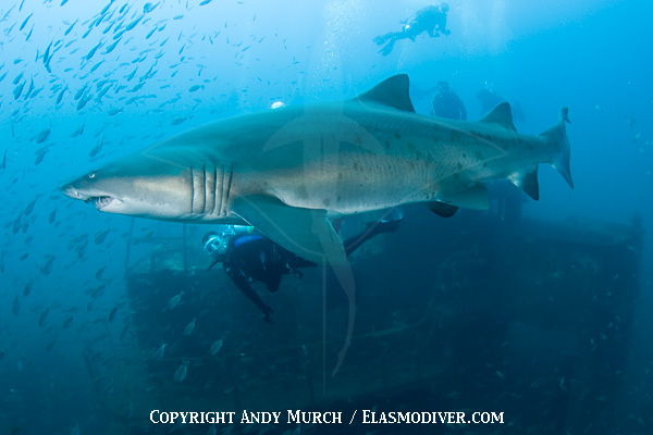 Sandtiger Sharks on a wreck in North Carolina