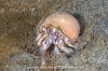 Alaskan Hermit Crab