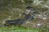 American Alligator