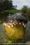 American Alligator