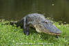 American Alligator