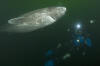andy murch photographing a greenland shark