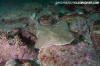 Angular Angelshark