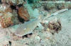 Arabian Bamboo Shark