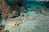 Arabian Bamboo Shark