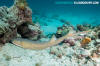 Arabian Bamboo Shark