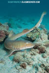 Arabian Bamboo Shark