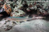 Arabian Bamboo Shark