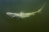 Atlantic Sharpnose Shark