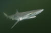 Atlantic sharpnose shark