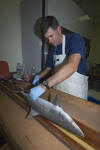 Atlantic Sharpnose Shark Dissection