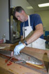 Atlantic Sharpnose Shark Dissection