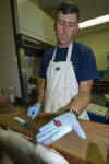 Atlantic Sharpnose Shark Heart