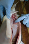 Atlantic Sharpnose Shark Rectal Gland
