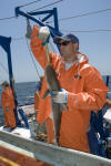 Atlantic Sharpnose Shark Tagging