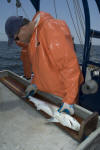 Atlantic Sharpnose Shark Tagging