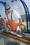 Atlantic Sharpnose Shark Tagging