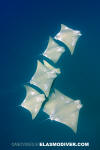 atlantic cownose ray 003