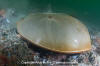 Atlantic Horseshoe Crab