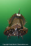 Atlantic Horseshoe Crab