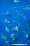 Atlantic Mobula Ray