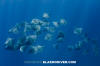 Atlantic Mobula Ray