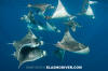 Atlantic Mobula Ray