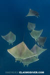 Atlantic Mobula Ray