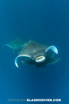 Atlantic Mobula Ray