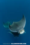 Atlantic Mobula Ray