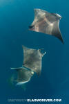 Atlantic Mobula Ray