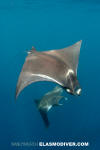 Atlantic Mobula Ray