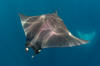 Atlantic Mobula Ray