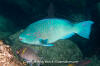 Azure Parrotfish