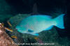 Azure Parrotfish