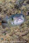 Balloonfish