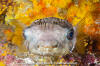 Balloonfish