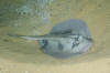 Kapala or Banded Stingaree