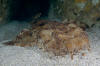 Banded wobbegong picture