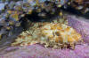 banded wobbegong