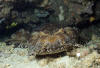 Banded Wobbegong Shark Picture