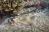 Banded Guitarfish pic