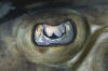 Banded Guitarfish Eye image