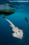 Banded Guitarfish Gill Net