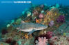 Banded Houndshark